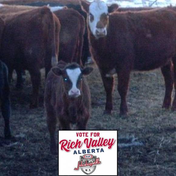 Meet your Posher, Robin - Picture 1 of 1